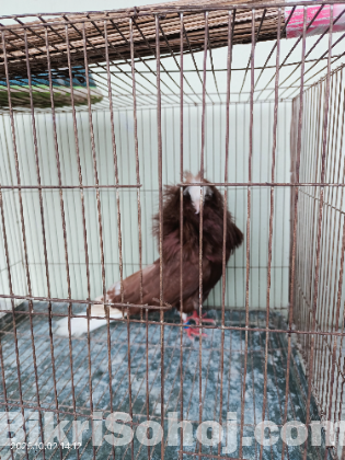 জ্যাকবীন কবুতর